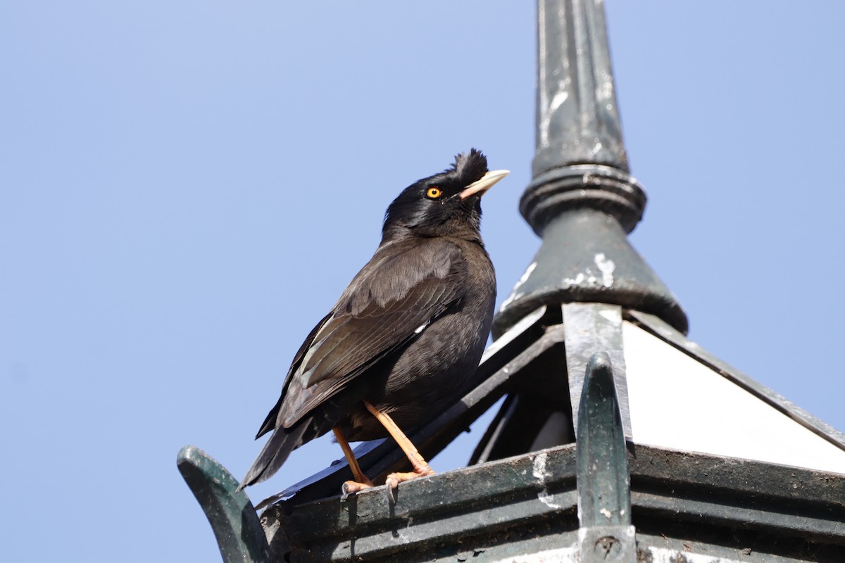 Crested Myna - INÉS Gundi