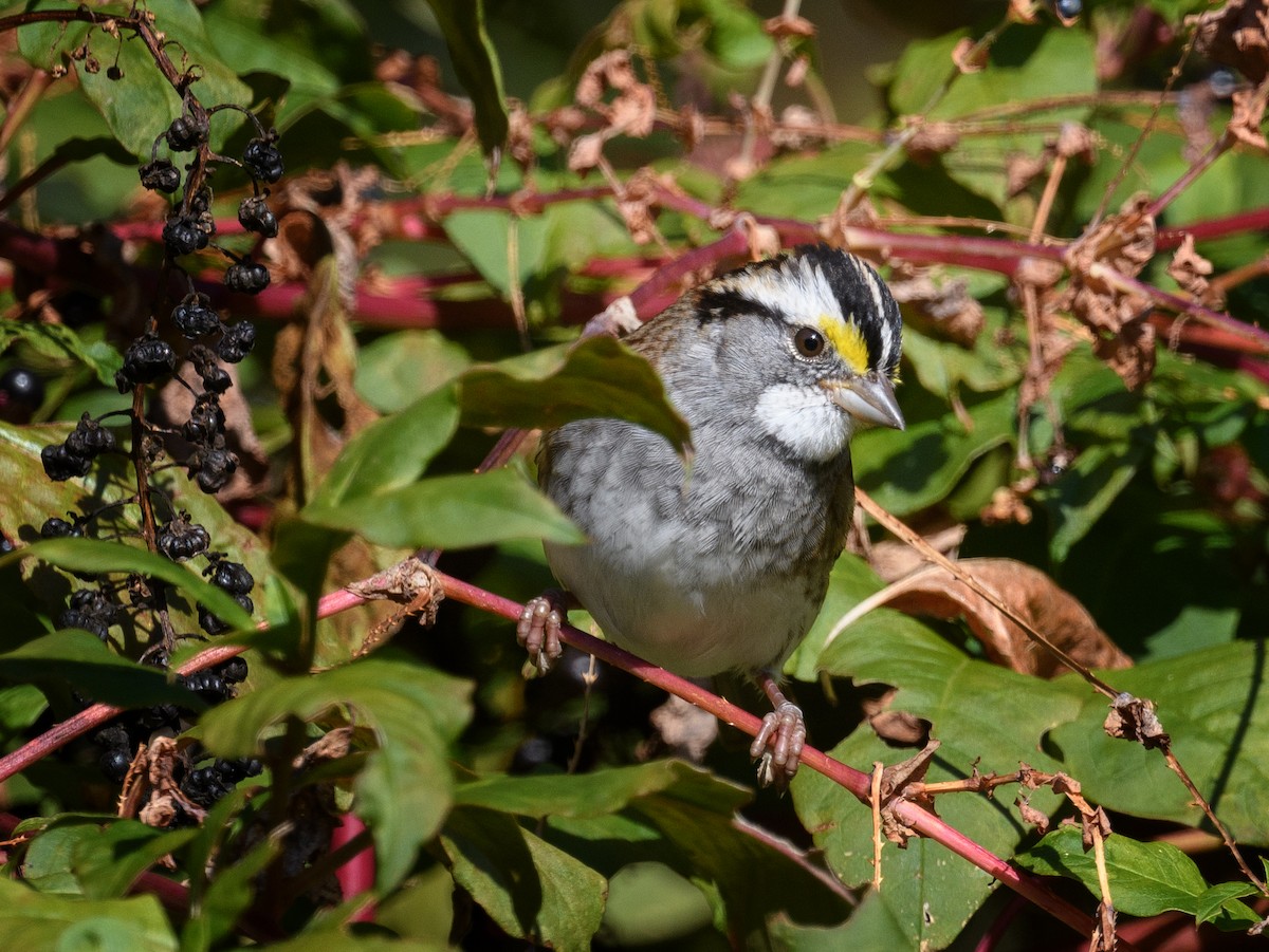 White-throated Sparrow - ML610140724
