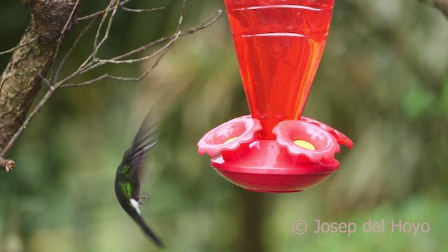 kolibřík turmalinový - ML610140726