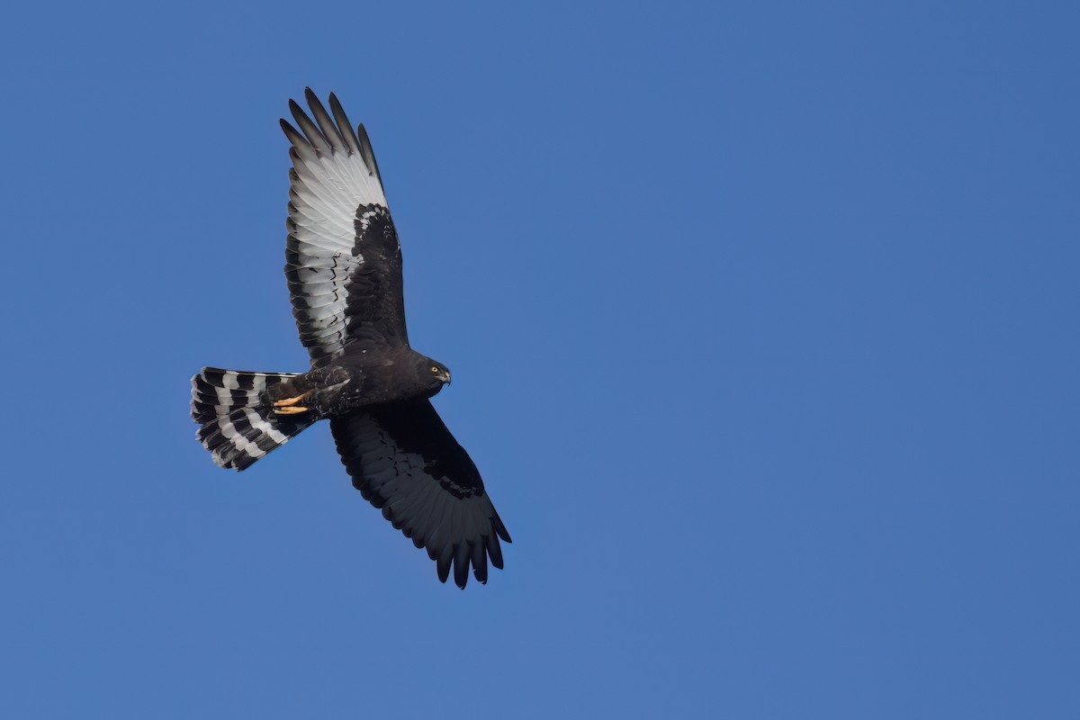 Black Harrier - ML610140744