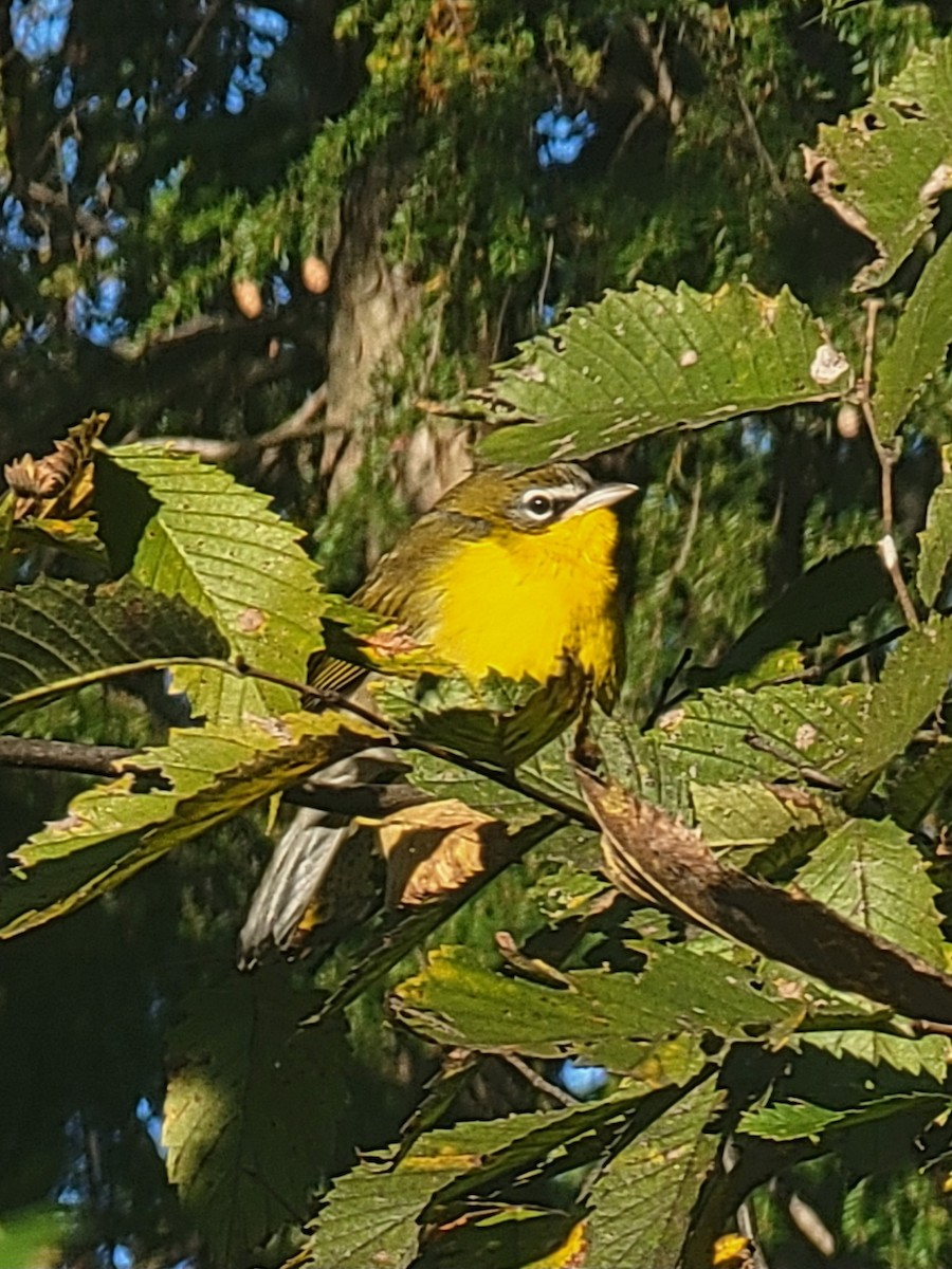 Yellow-breasted Chat - Evelyn Huang