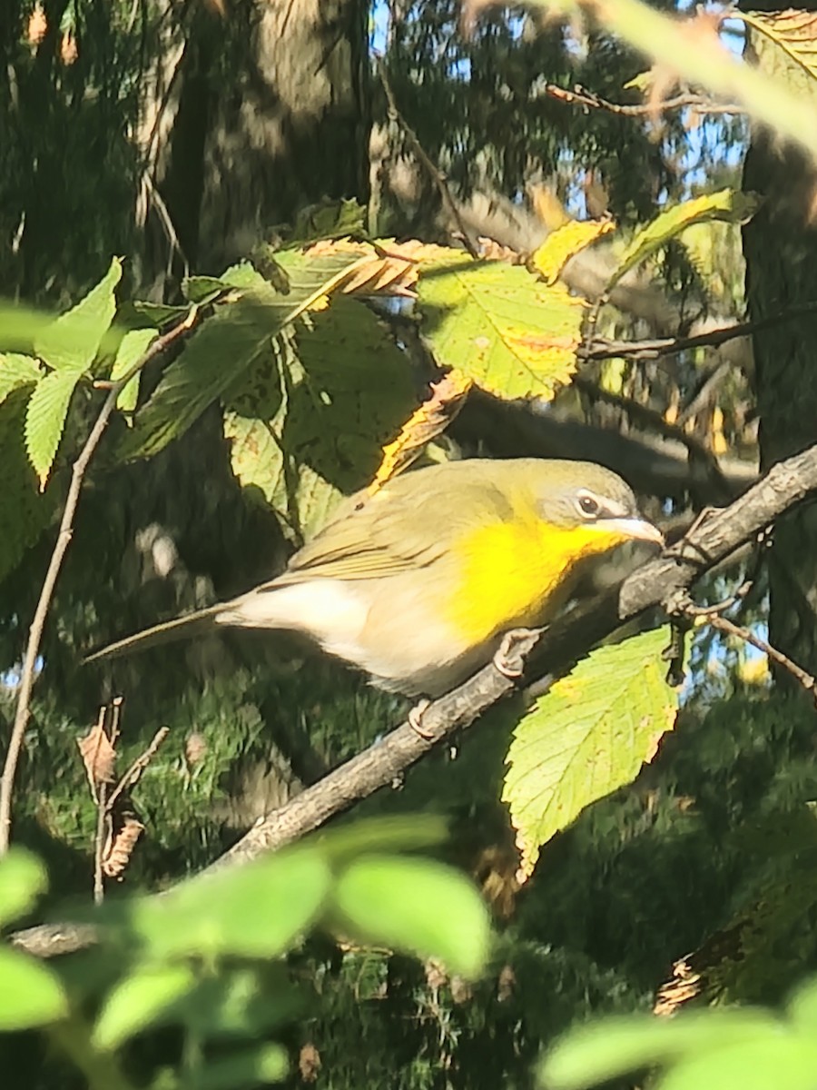 Yellow-breasted Chat - Evelyn Huang