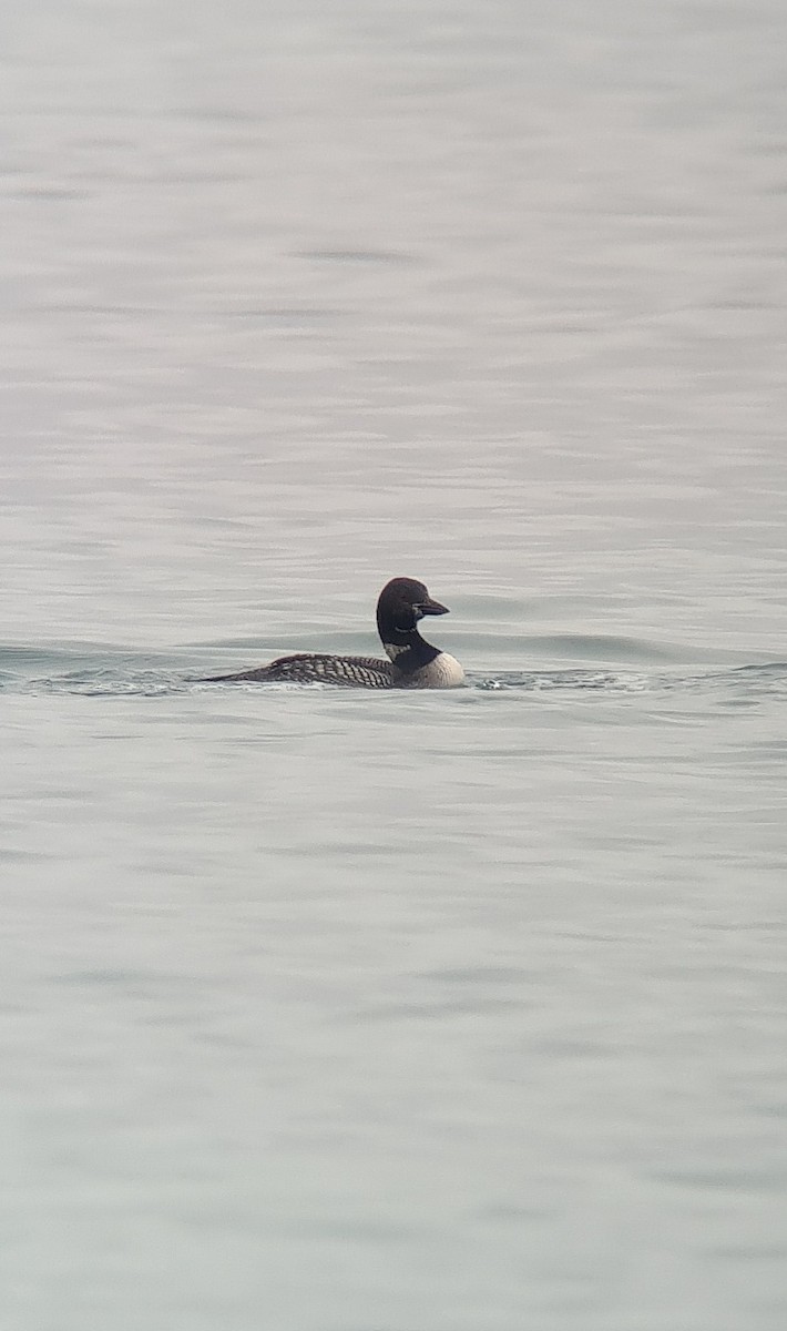 Черноклювая гагара - ML610140896