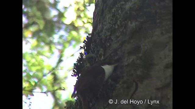 White-throated Treerunner - ML610140912