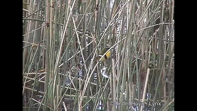 Many-colored Rush Tyrant - ML610140922