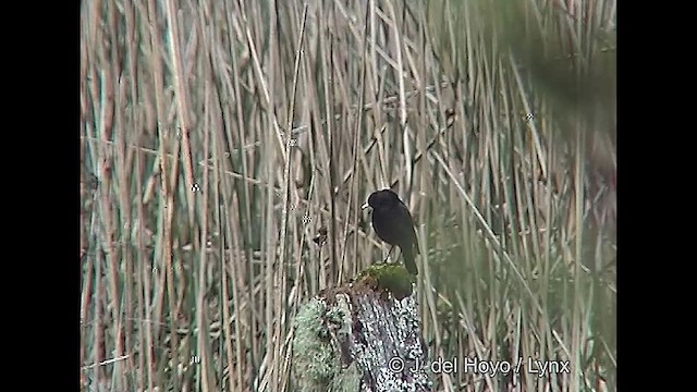 Spectacled Tyrant - ML610140924