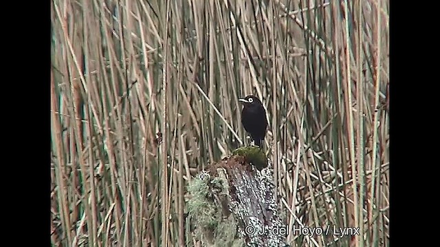 Spectacled Tyrant - ML610140925