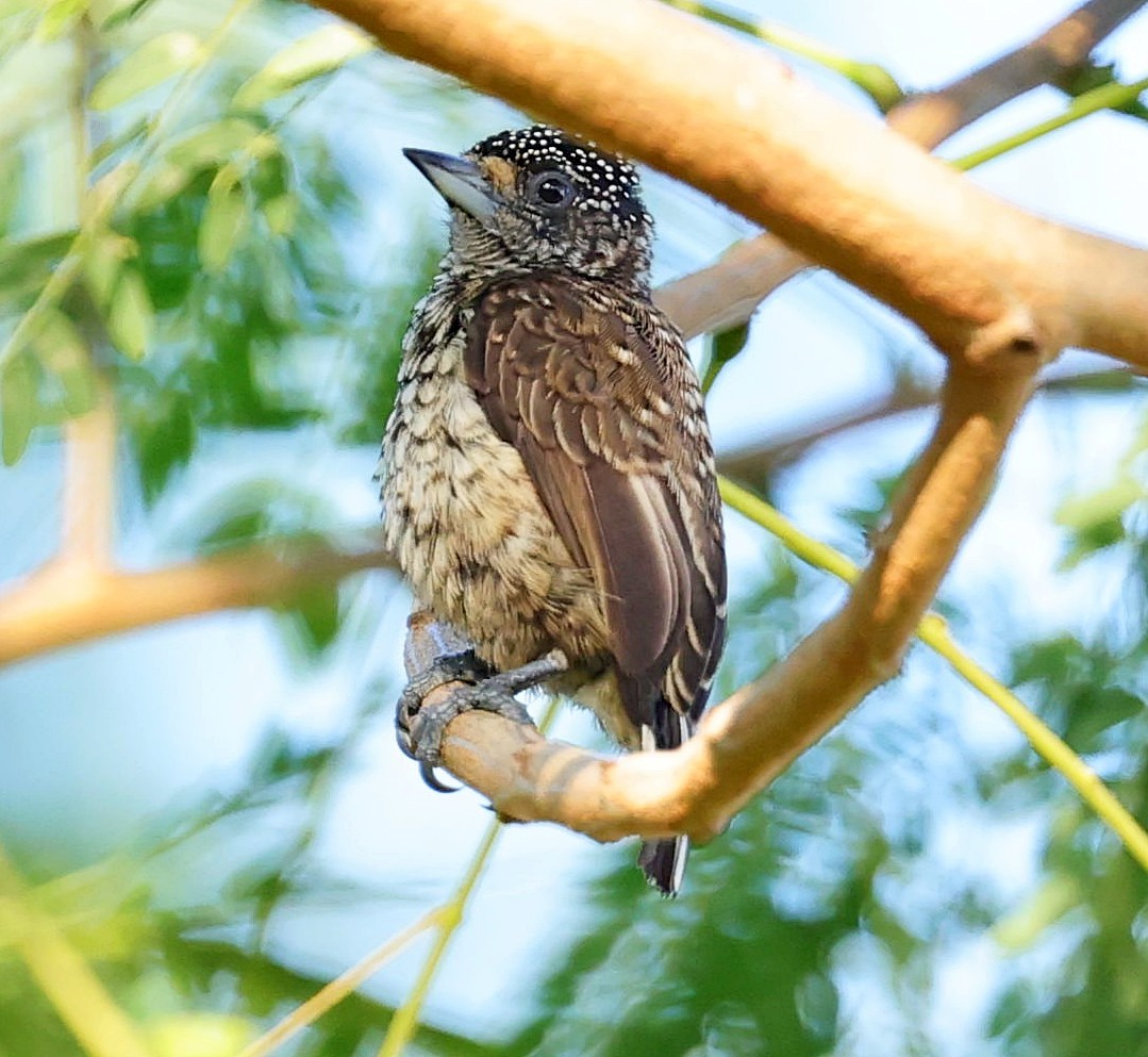 Arrowhead Piculet - Maciej  Kotlarski