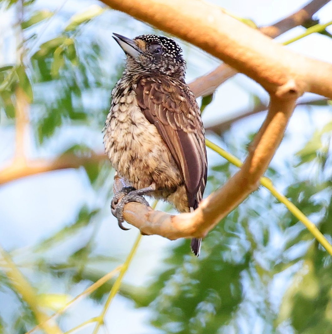 Arrowhead Piculet - ML610140998