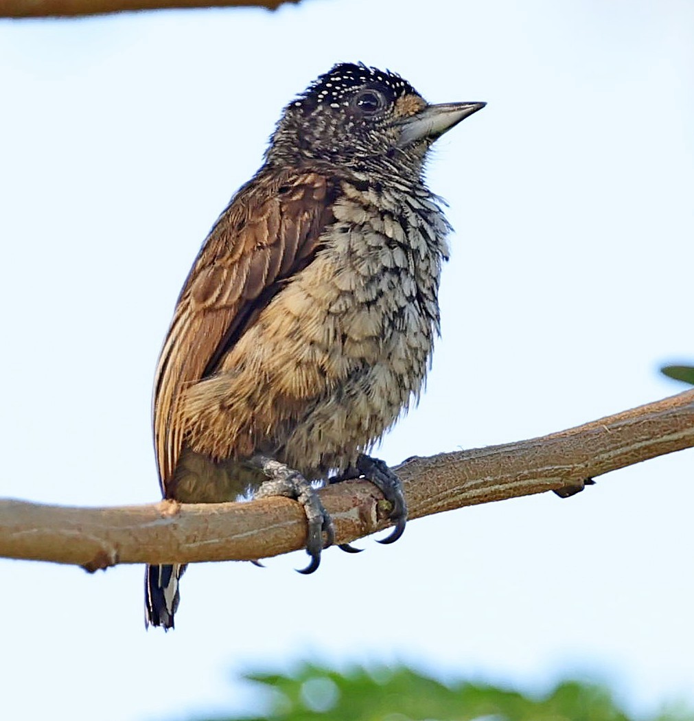 Arrowhead Piculet - ML610140999