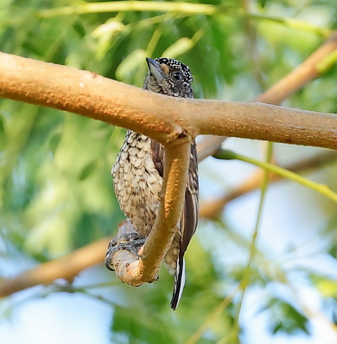 Arrowhead Piculet - Maciej  Kotlarski