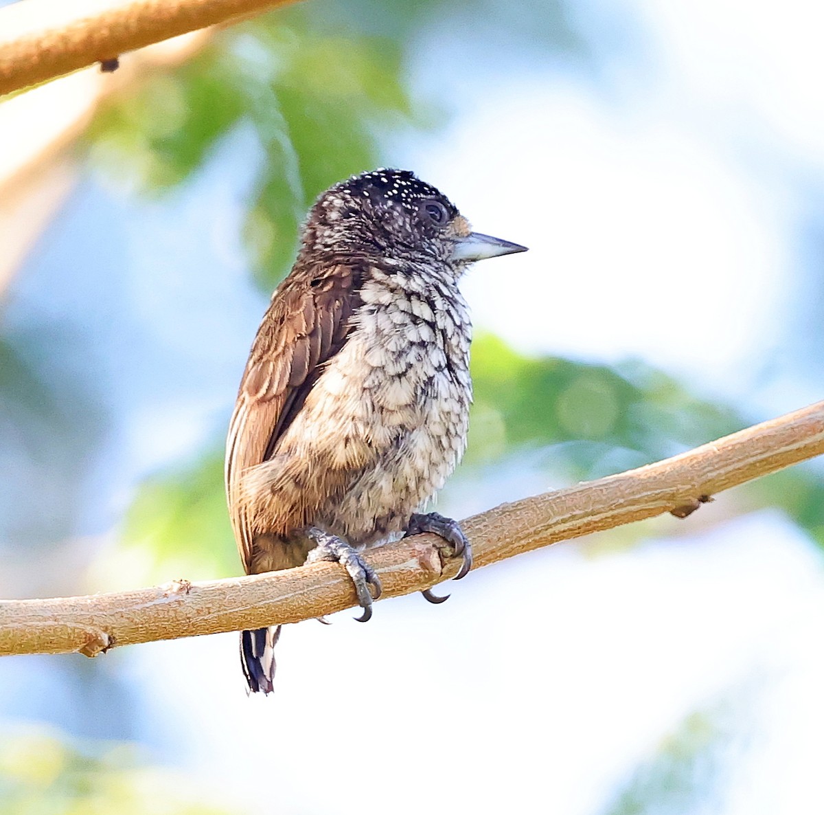 Arrowhead Piculet - Maciej  Kotlarski