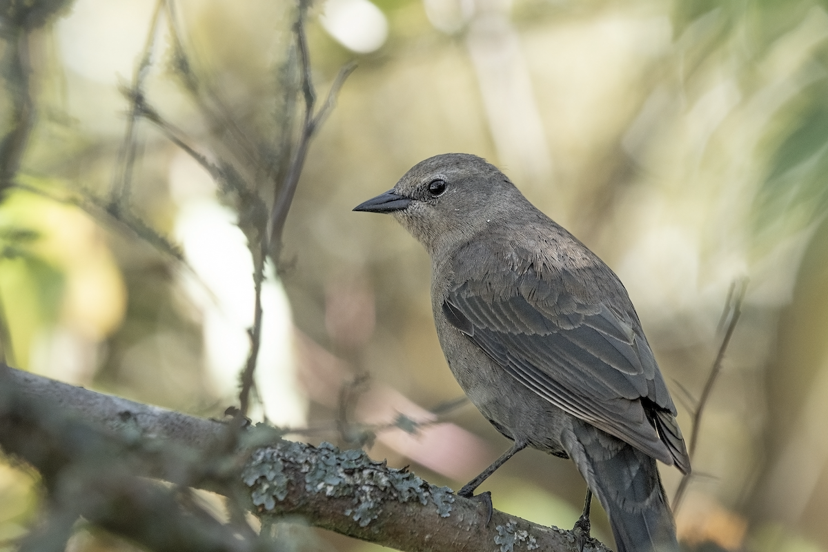 Brewer's Blackbird - David Badke
