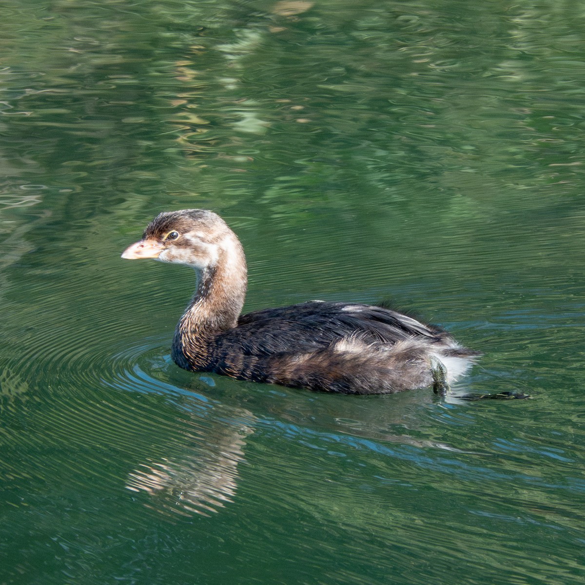 Pied-billed Grebe - ML610141122