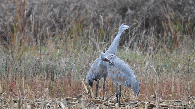 Sandhill Crane - ML610141150