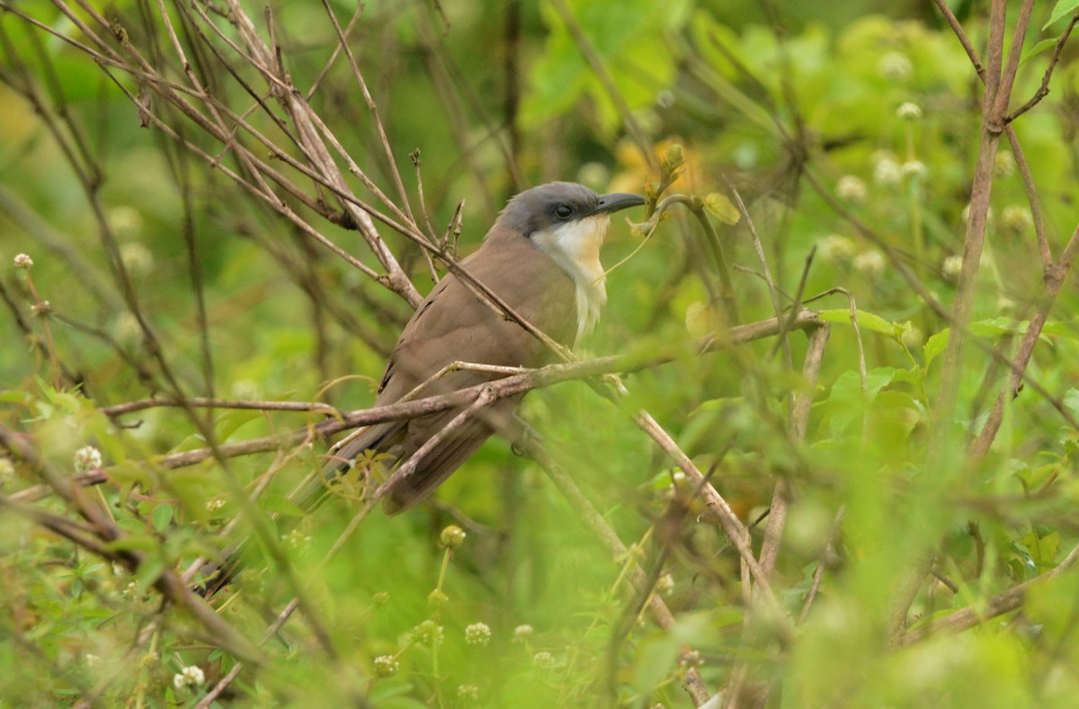 Dark-billed Cuckoo - Anderson Warkentin