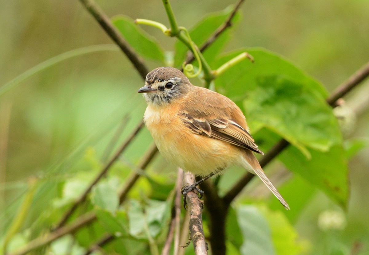 Bearded Tachuri - ML610141201