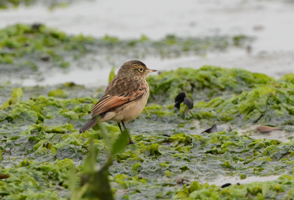 Spectacled Tyrant - ML610141205
