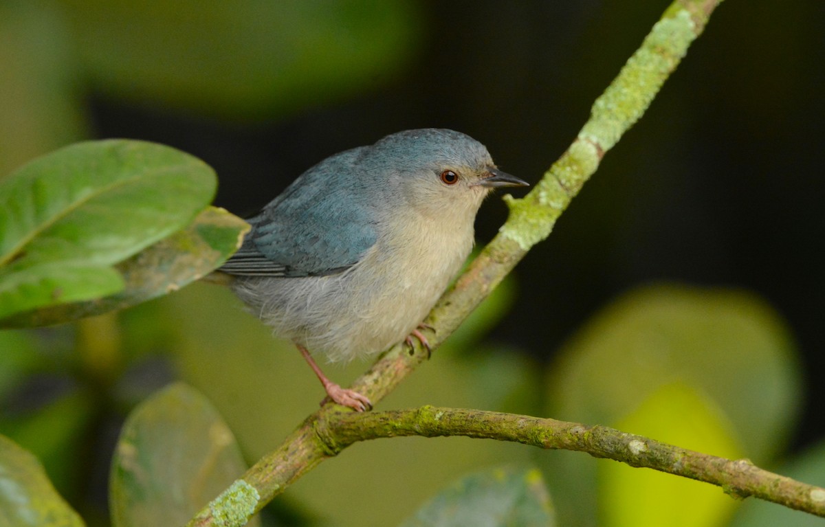 Bicolored Conebill - ML610141213