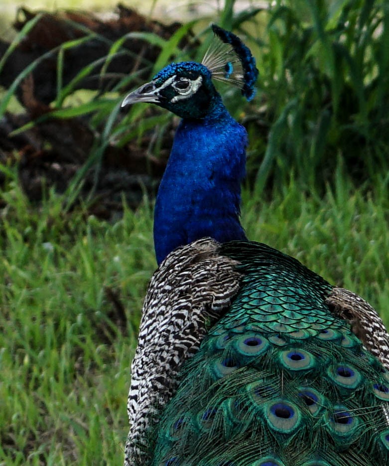 Indian Peafowl - ML61014141