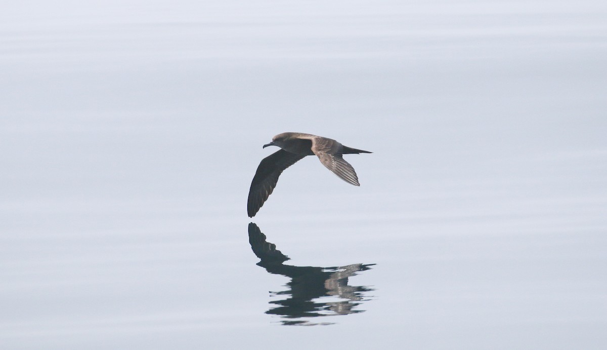 Wedge-tailed Shearwater - ML610141442
