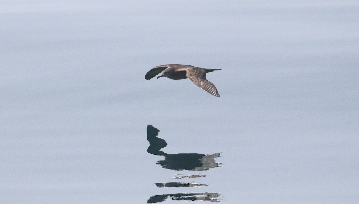 Wedge-tailed Shearwater - ML610141443