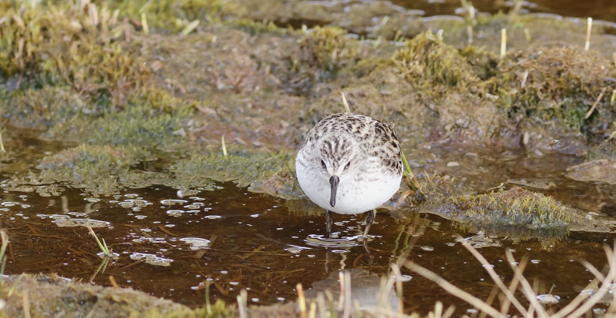 Semipalmated Sandpiper - Ferenc Domoki