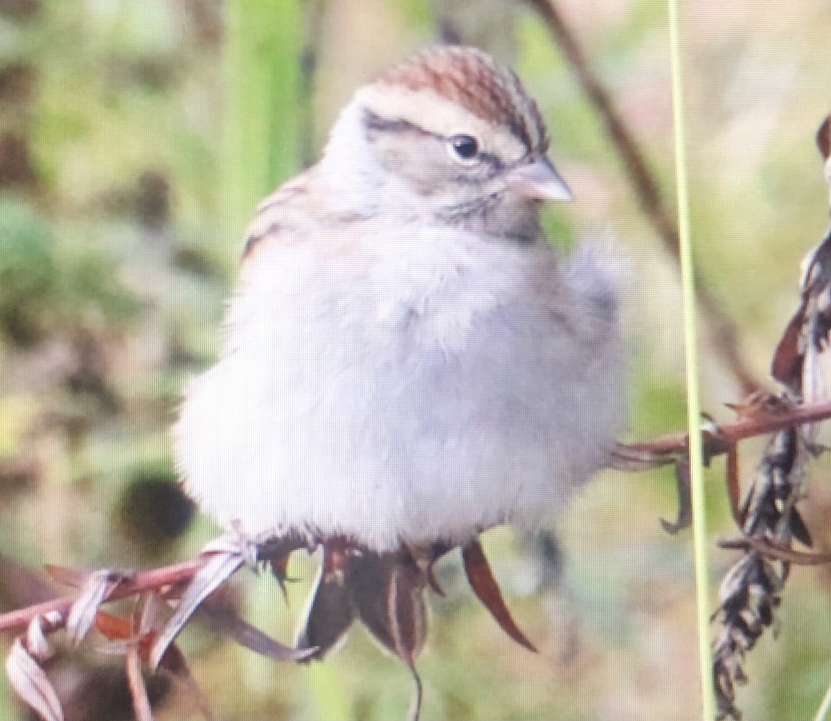 Chipping Sparrow - ML610141668