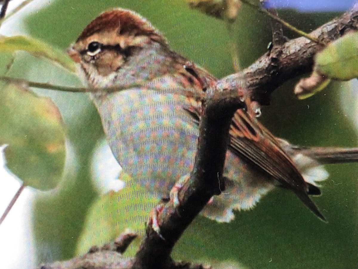 Chipping Sparrow - ML610141670