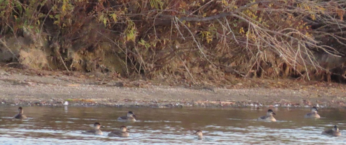 Ruddy Duck - ML610141704