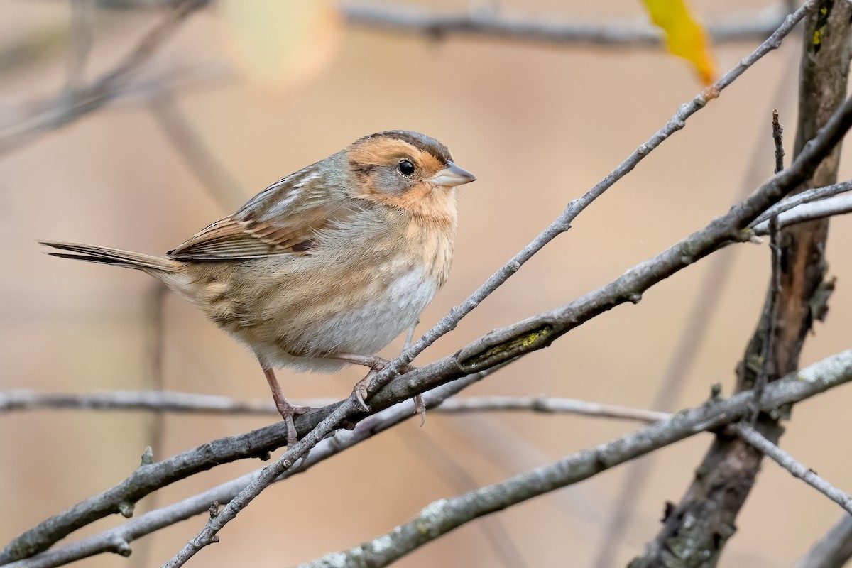 Nelson's Sparrow - ML610141734