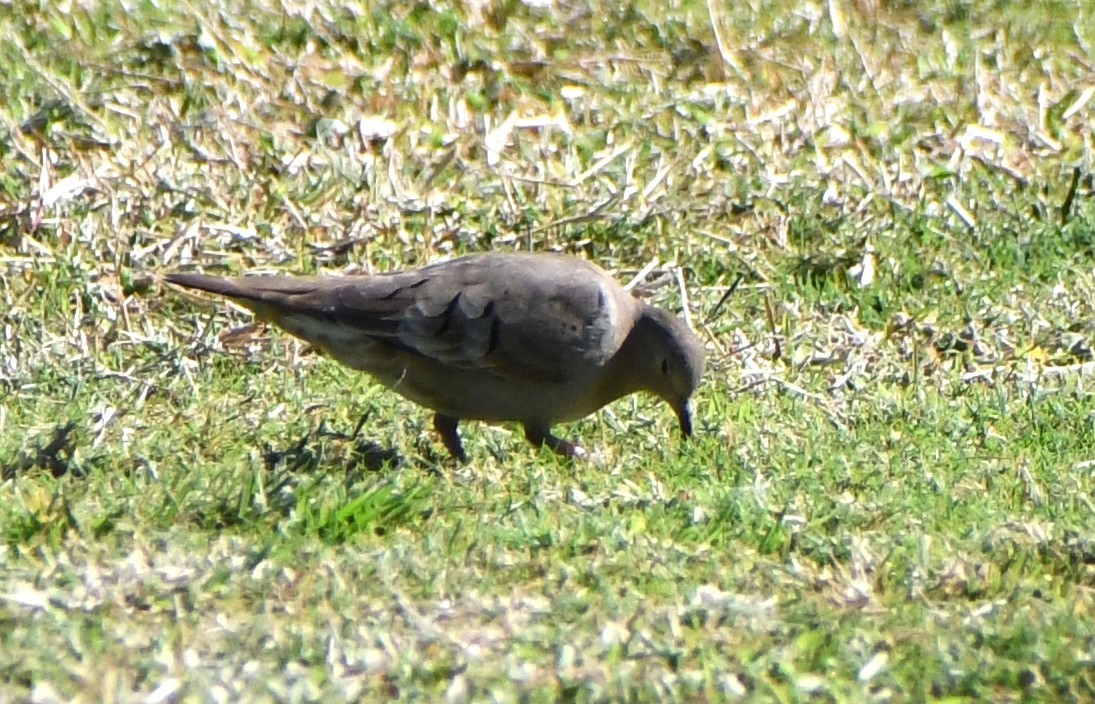 Ruddy Ground Dove - ML610141814