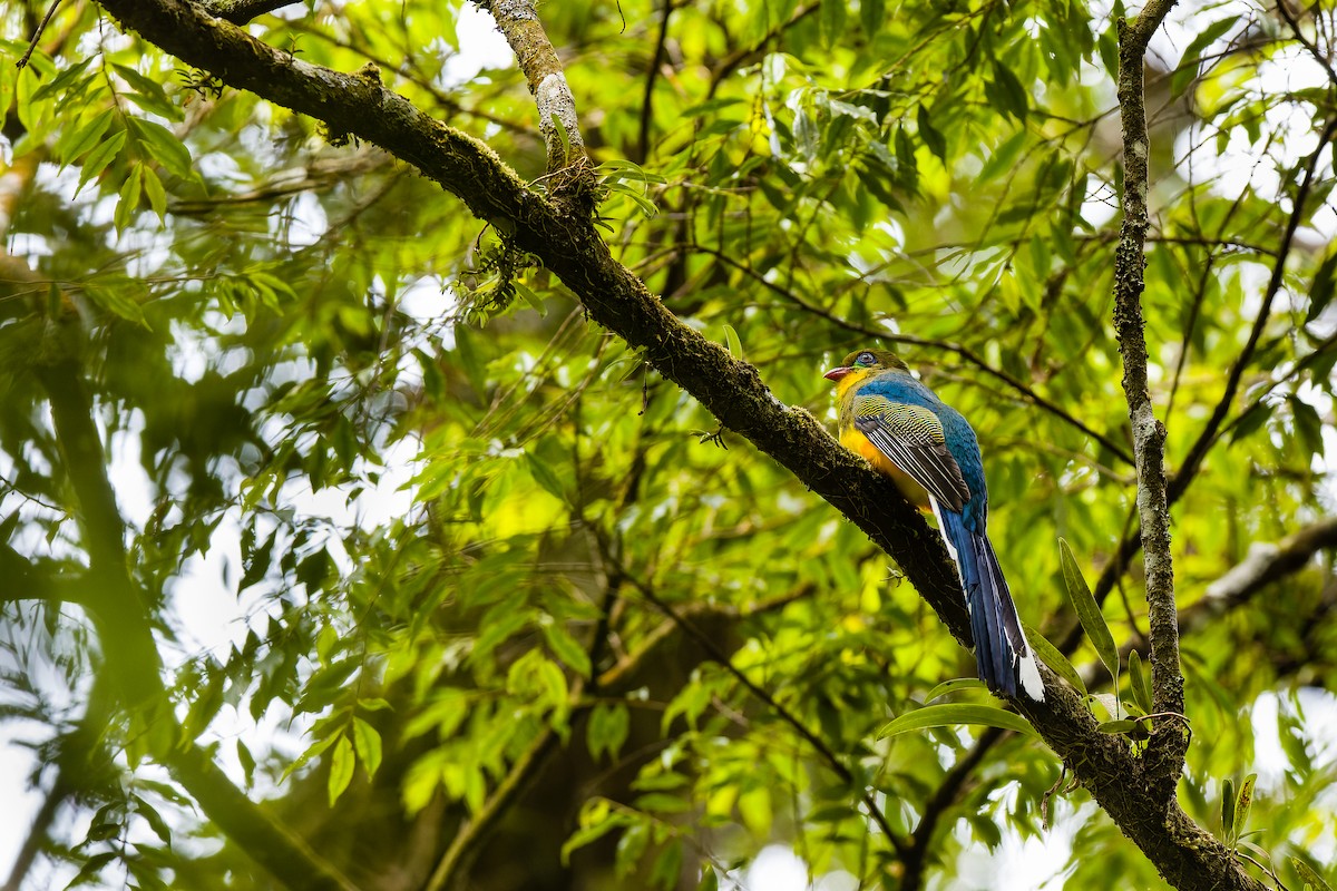 blåhaletrogon - ML610141844