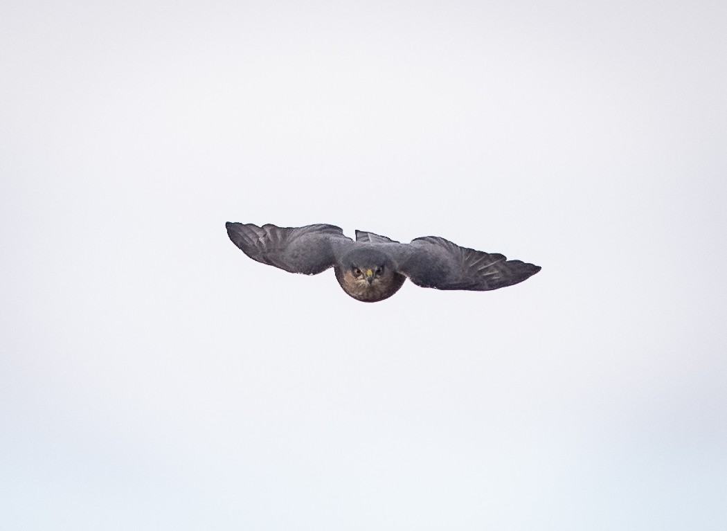 Sharp-shinned Hawk - ML610141884