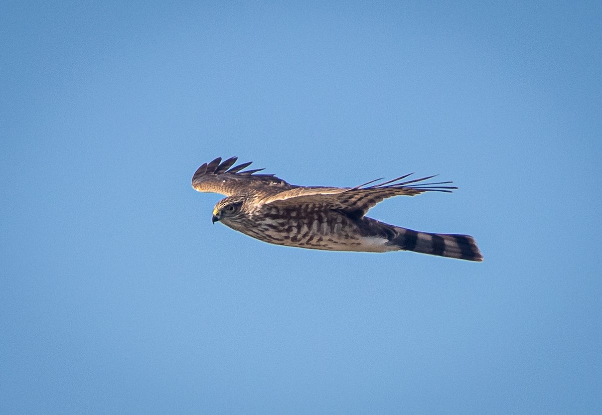 Sharp-shinned Hawk - ML610141885