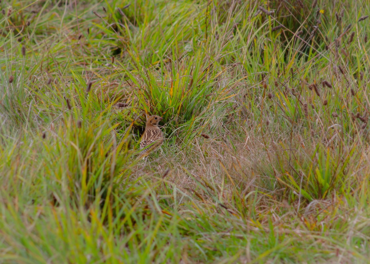 Lapland Longspur - ML610141893