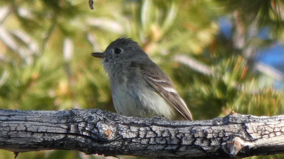 Dusky Flycatcher - ML610141970