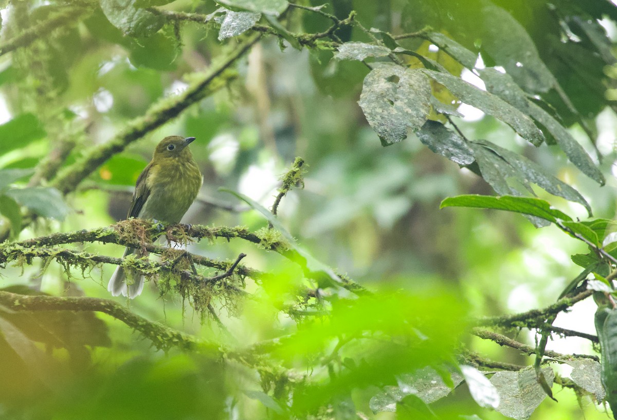 Gray-tailed Piha - ML610141998