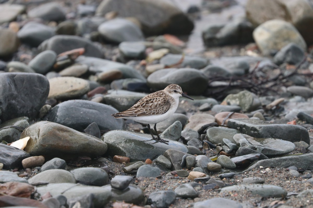 Semipalmated Sandpiper - ML610142045