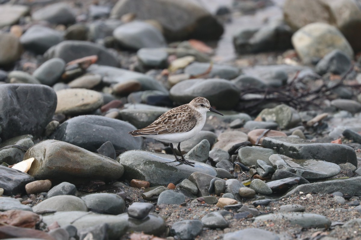 Semipalmated Sandpiper - Jim Edsall