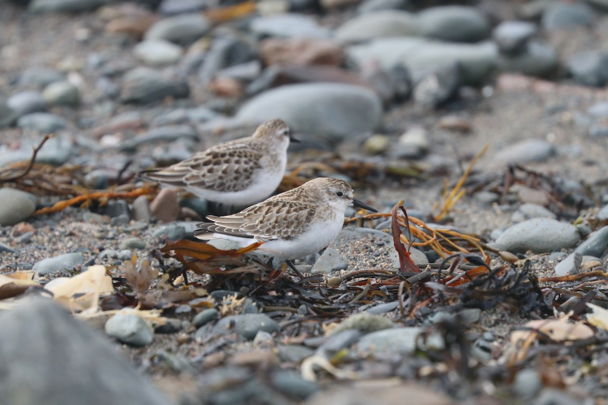 Semipalmated Sandpiper - Jim Edsall