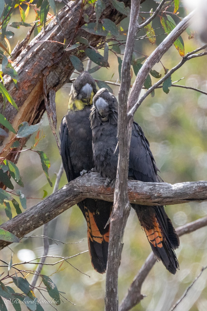 Glossy Black-Cockatoo - ML610142051