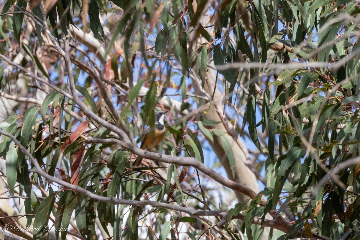 Rufous Whistler - ML610142057