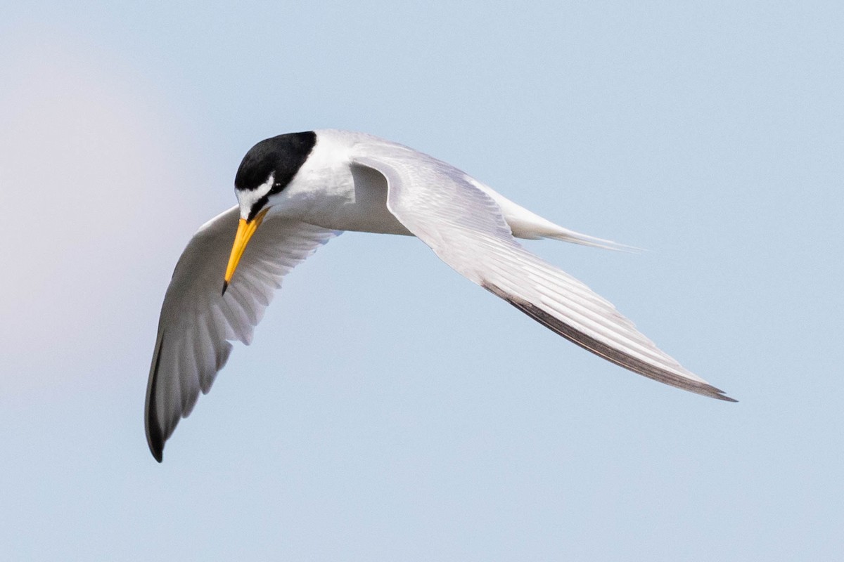 Little Tern - ML610142065