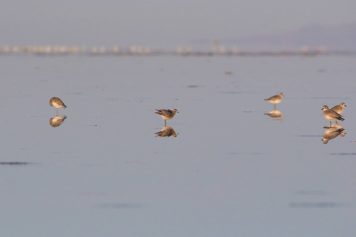 American Golden-Plover - ML610142243