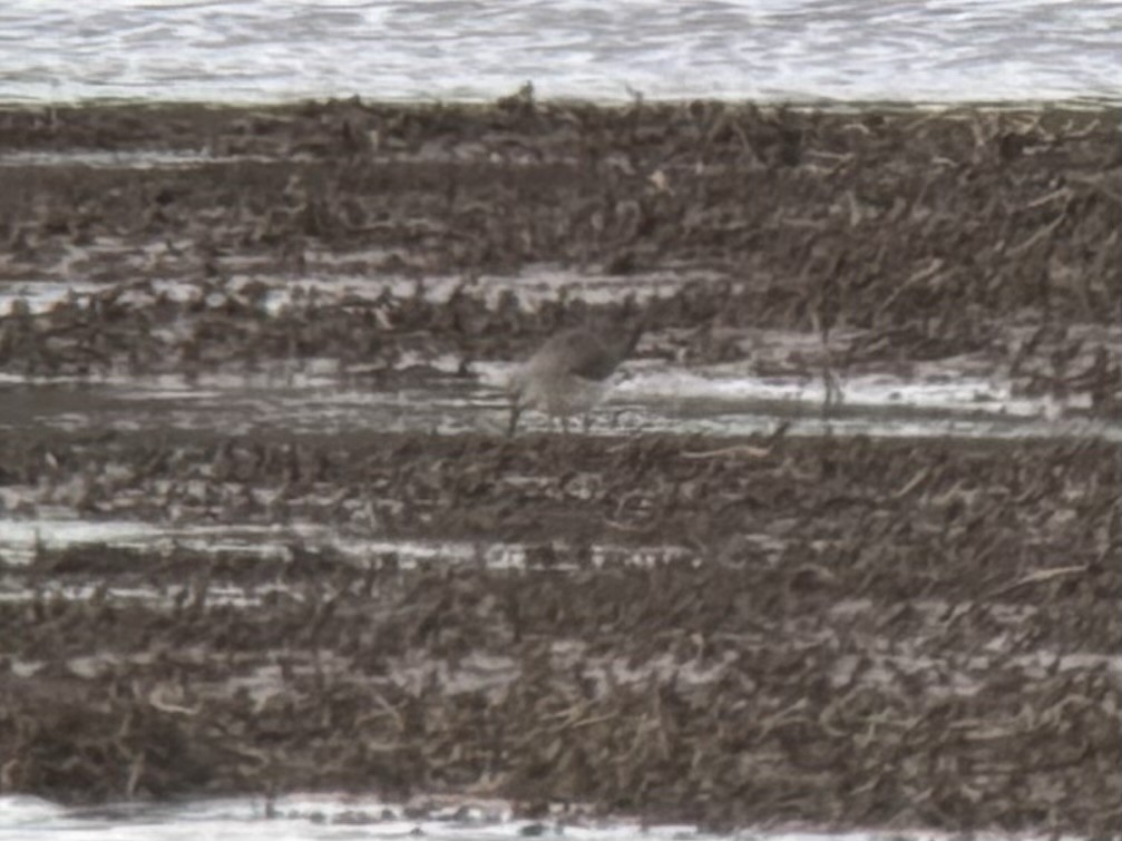 Stilt Sandpiper - ML610142272