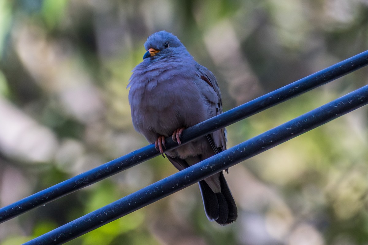 Croaking Ground Dove - ML610142279