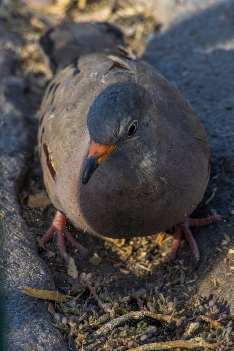 Croaking Ground Dove - ML610142281