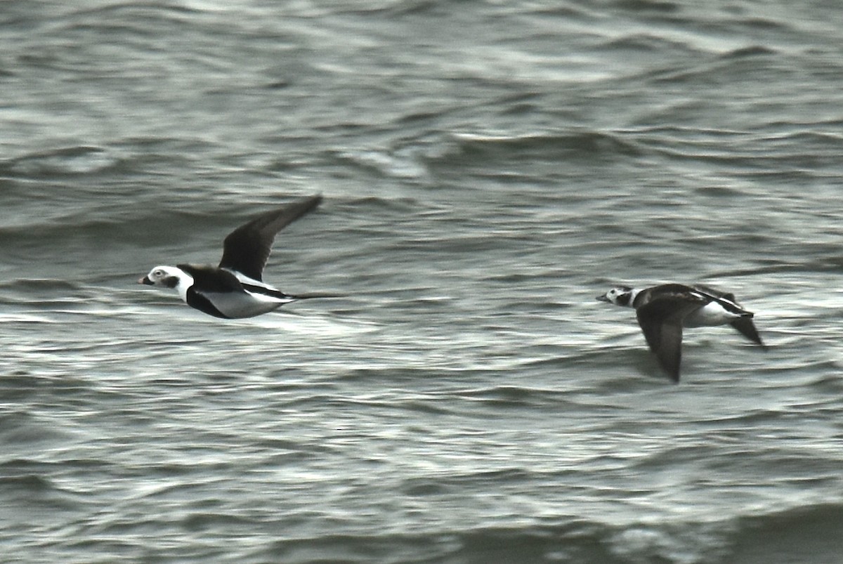 Long-tailed Duck - ML610142285