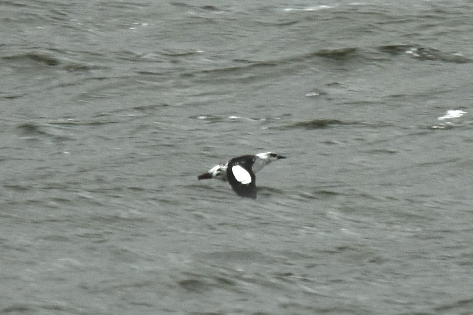 Black Guillemot - ML610142305